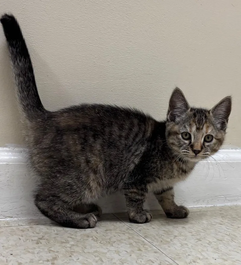 Spaghetti thumbnail 4