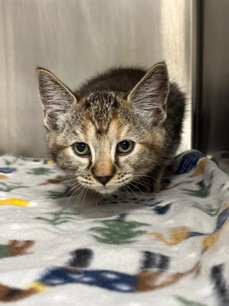 Spaghetti thumbnail 5