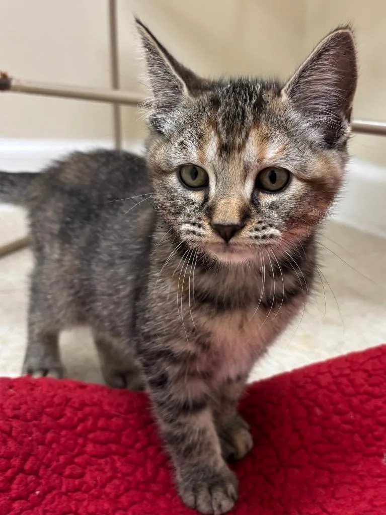 Spaghetti thumbnail 6