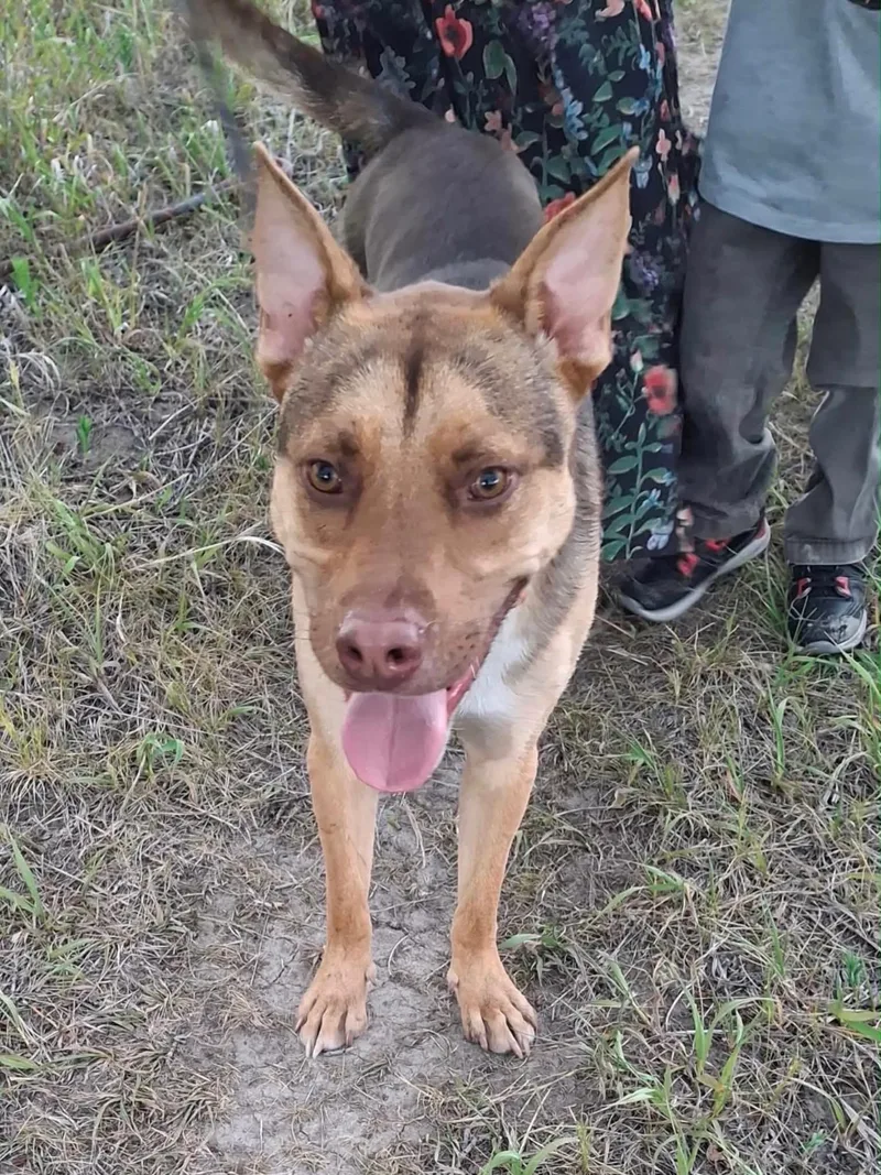 A young medium-sized male Mixed Breed dog named Kai for adoption in Wilsall, MT