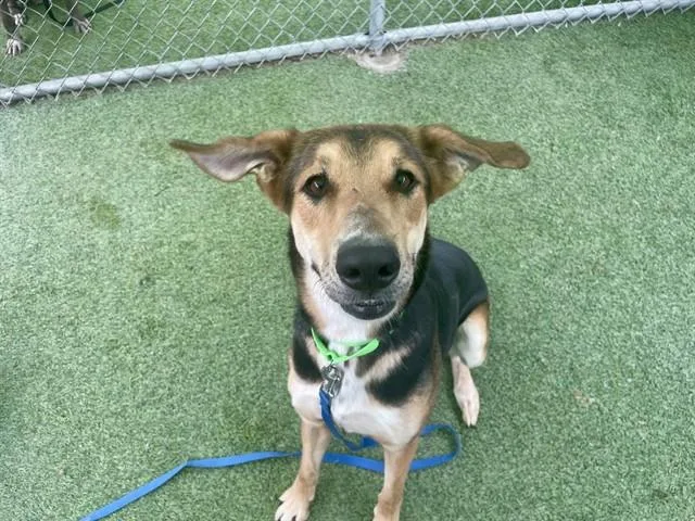 An adult large-sized female German Shepherd Dog dog named Seraphina for adoption in Tucson, AZ
