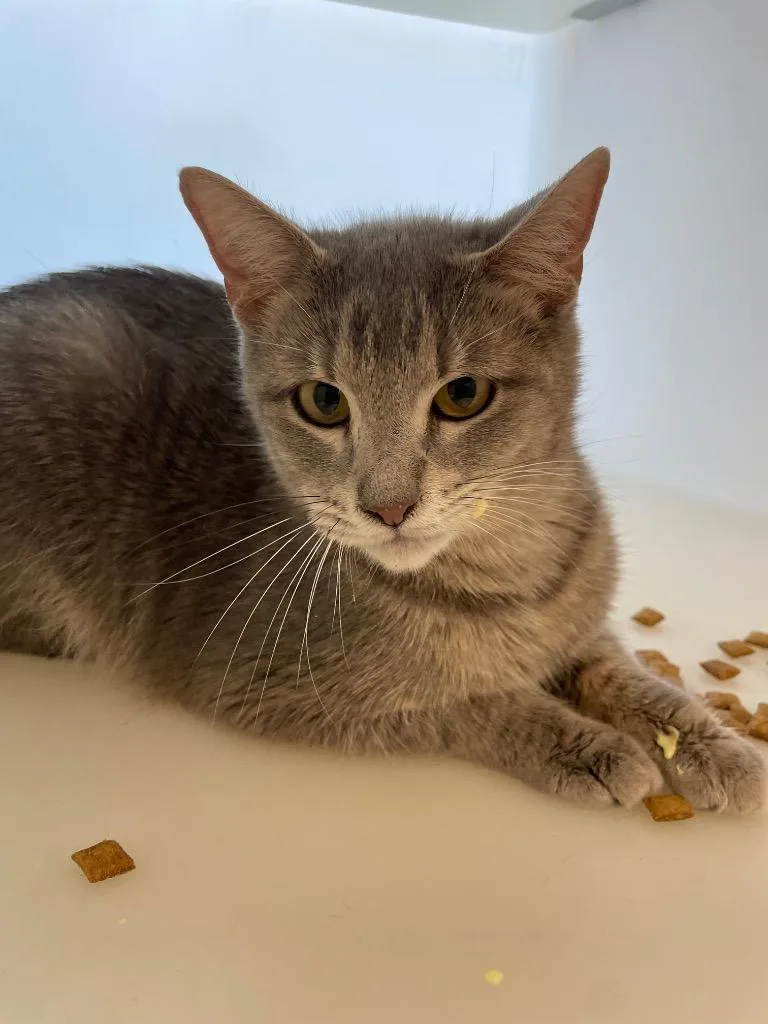 A young medium-sized female Domestic Short Hair cat named Carmine for adoption in Columbia, TN