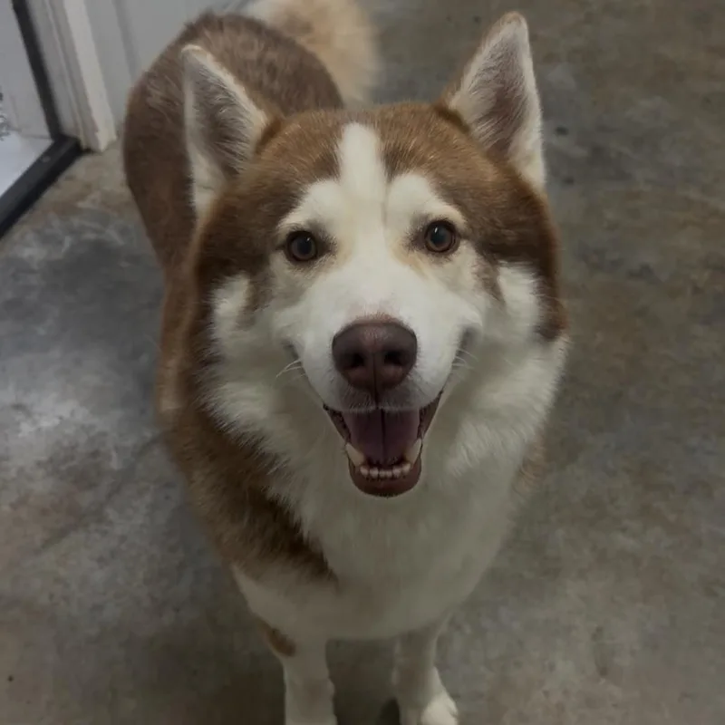 An adult medium-sized male Siberian Husky dog named Blitzen for adoption in Fairmont, WV