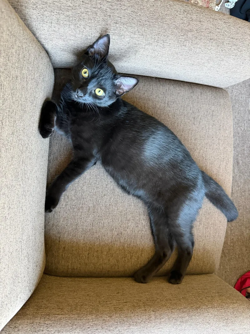 A baby medium-sized male Black Domestic Short Hair cat named Embrymale teen for adoption in Los Altos Hills, CA