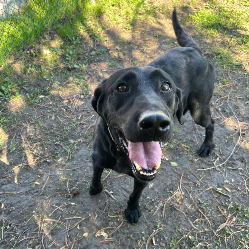 An adult large-sized male Labrador Retriever dog named Drake for adoption in Lindon, UT