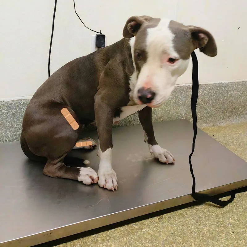 An adult large-sized female Gray / Blue / Silver Pit Bull Terrier dog named Danika for adoption in San Gabriel, CA