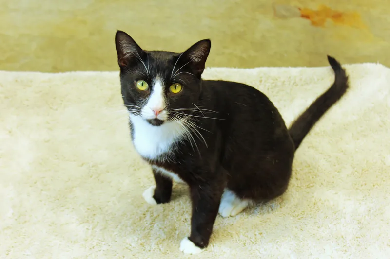 An adult medium-sized male Black & White / Tuxedo Tuxedo cat named Spatz for adoption in Urbana, OH
