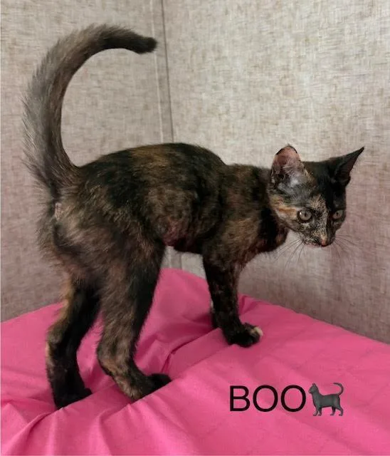 A baby medium-sized female Domestic Short Hair cat named Boo for adoption in Zimmerman, MN