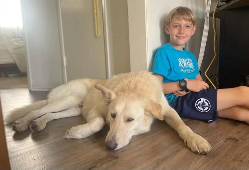 An adult large-sized male White / Cream German Shepherd Dog dog named Cheddar for adoption in Van Nuys, CA