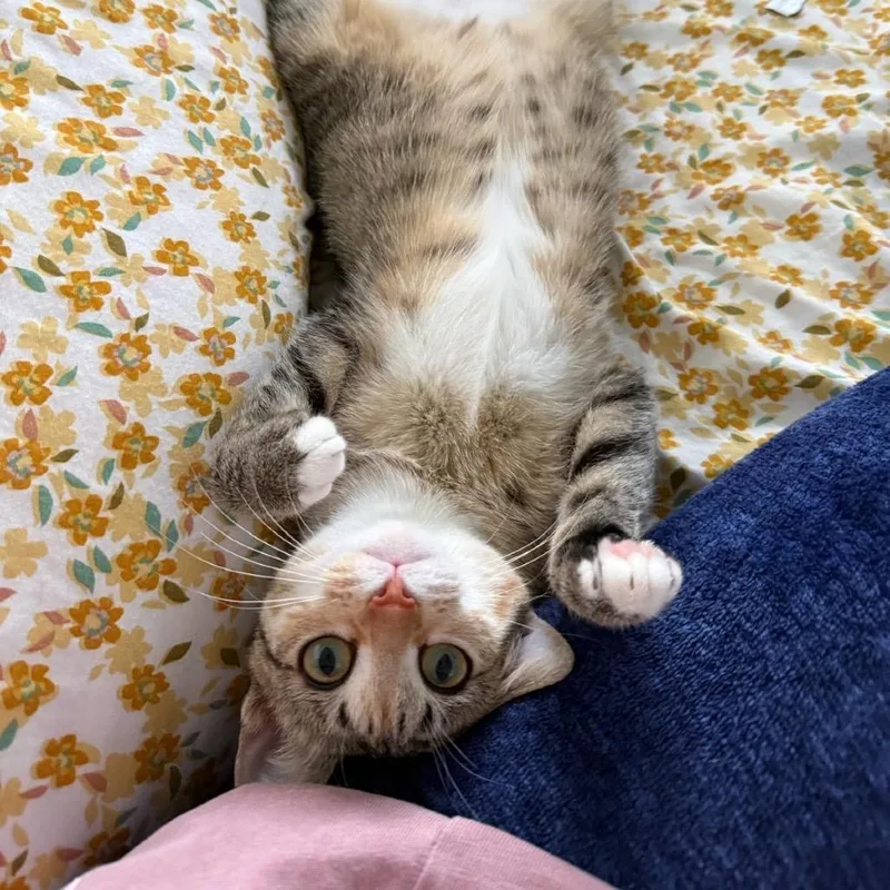 A young medium-sized female Brown / Chocolate Domestic Short Hair cat named Trixie for adoption in Boston, MA