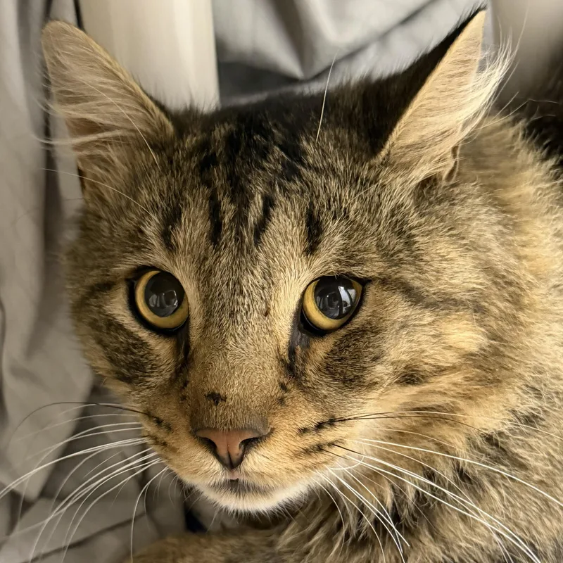 A young large-sized male Tabby (Brown / Chocolate) Domestic Long Hair cat named Fang for adoption in Cooperstown, NY