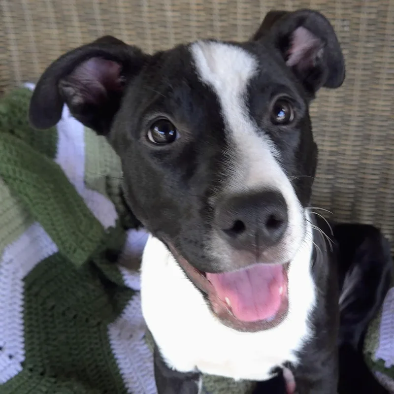 A baby medium-sized male Black Pit Bull Terrier dog named Digger for adoption in Normal, IL