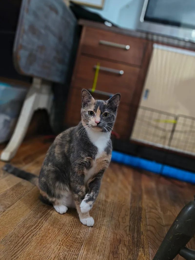 A young medium-sized female Domestic Short Hair cat named Everly for adoption in Clayton, NC