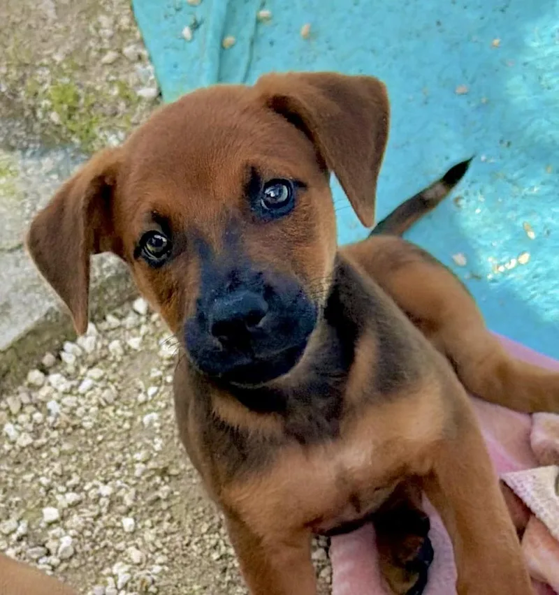 Pupper