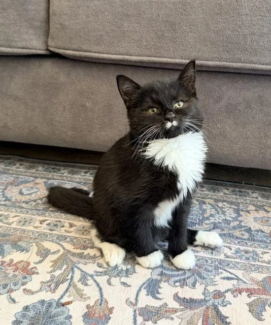 A baby medium-sized female Domestic Short Hair cat named Helen Keller for adoption in Buford, GA
