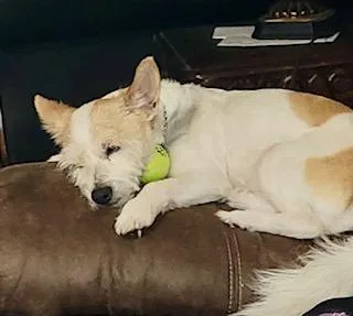 An adult small-sized male White / Cream Jack Russell Terrier dog named Munchkin for adoption in Tifton, GA