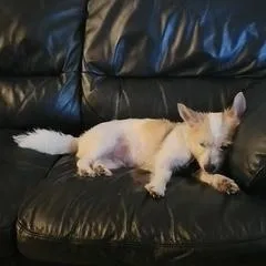 Munchkin thumbnail 2