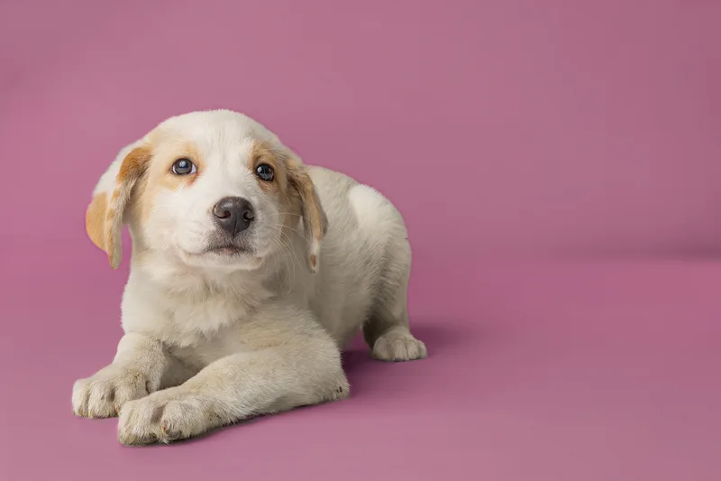 A young large-sized female White / Cream Labrador Retriever dog named Willow for adoption in Tyler, TX