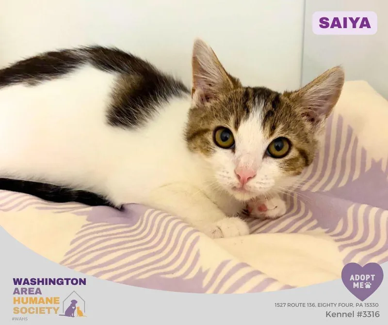 A baby small-sized female Tabby (Brown / Chocolate) Domestic Short Hair cat named Saiya for adoption in Eighty Four, PA