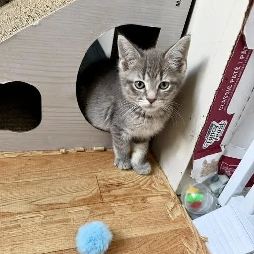 A young small-sized male Gray / Blue / Silver Domestic Short Hair cat named River for adoption in Richland, MI