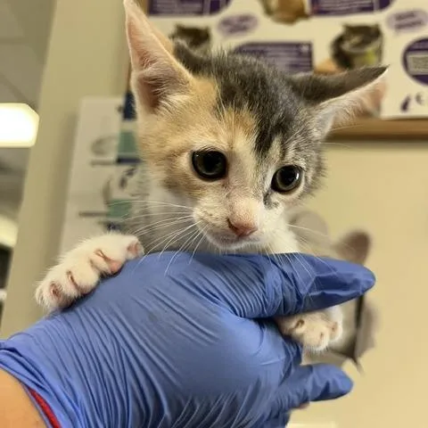 A baby small-sized female Gray / Blue / Silver Domestic Short Hair cat named Shadow for adoption in Spokane, WA