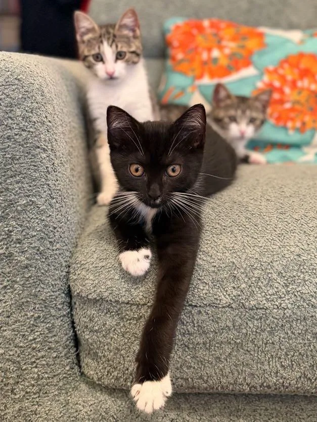 A baby small-sized female Black & White / Tuxedo Domestic Short Hair cat named Artemis Athena & for adoption in brooklyn, NY