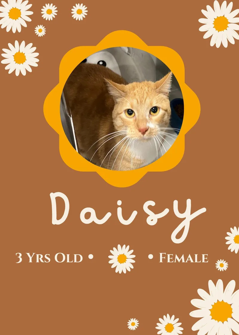 An adult medium-sized female Orange & White Domestic Short Hair cat named Daisy for adoption in Webster City, IA
