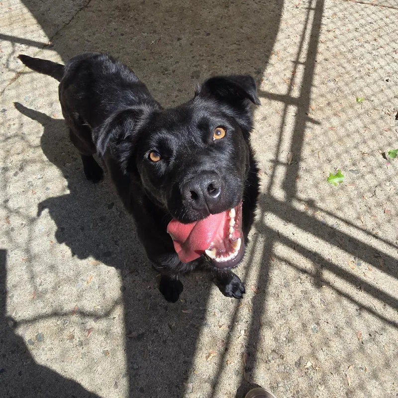 A young medium-sized male Black Retriever dog named Coal for adoption in East Hanover, NJ