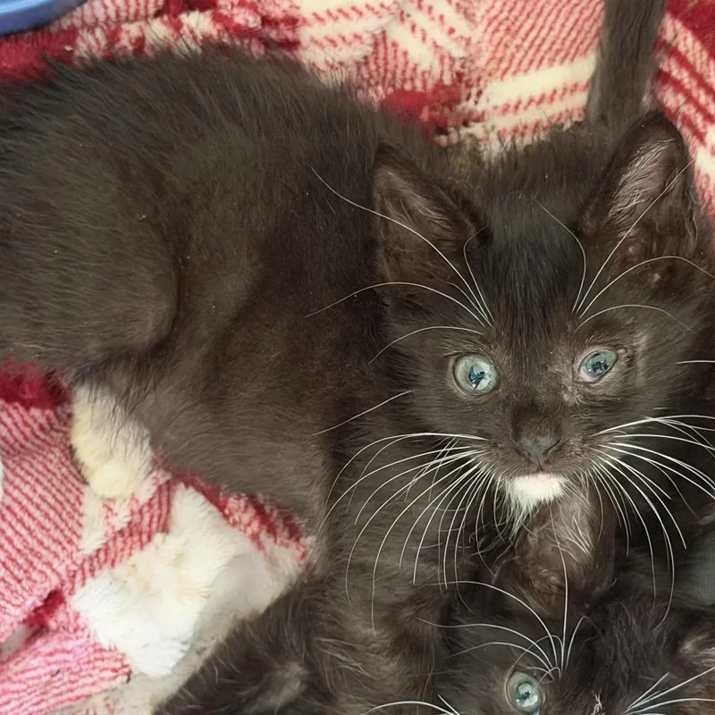 A baby medium-sized male Domestic Short Hair cat named Bugs for adoption in jacksonville, FL