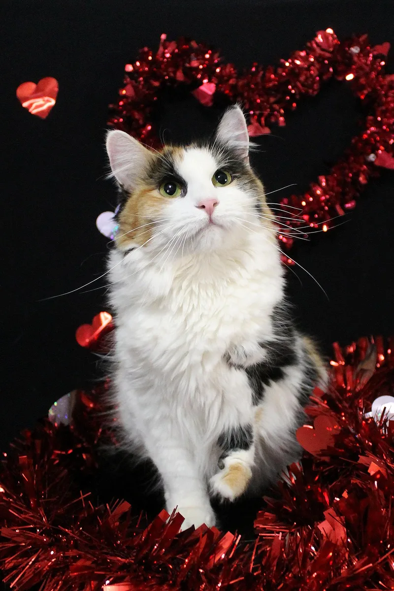 A young medium-sized female Calico Domestic Short Hair cat named Nemo for adoption in Guthrie, OK
