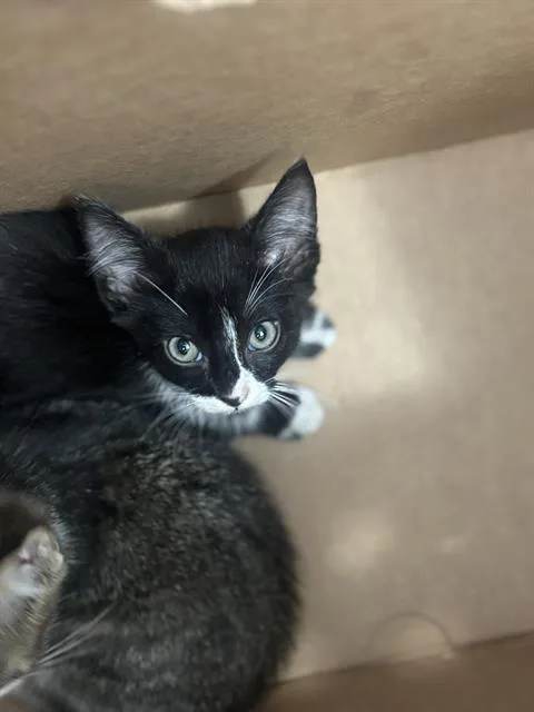 A baby medium-sized female Domestic Short Hair cat named Isla for adoption in Dallas, TX