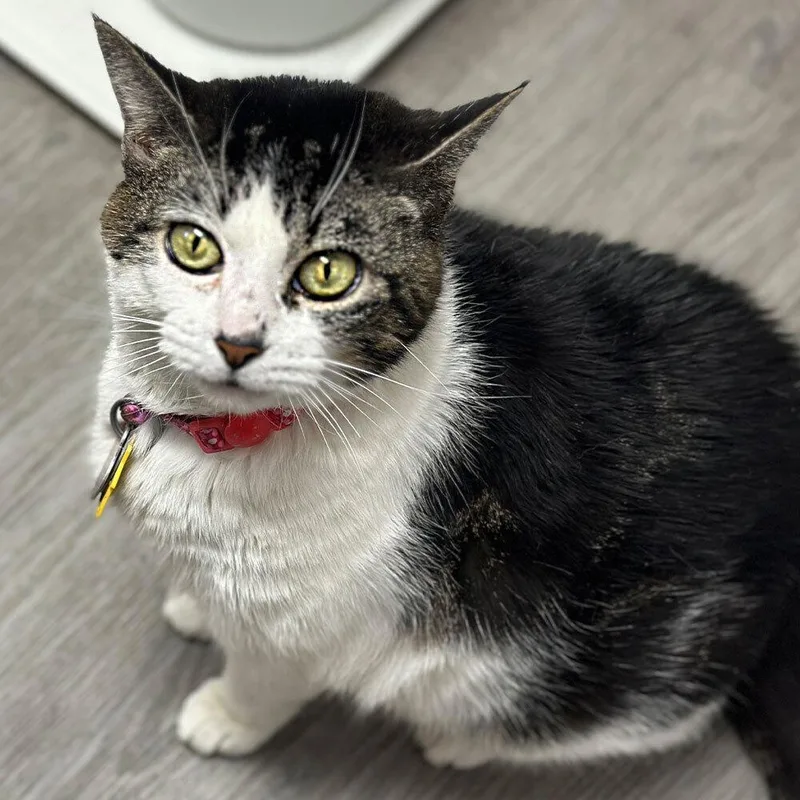 A senior large-sized female Domestic Short Hair cat named H Lucinda for adoption in Port Washington, NY