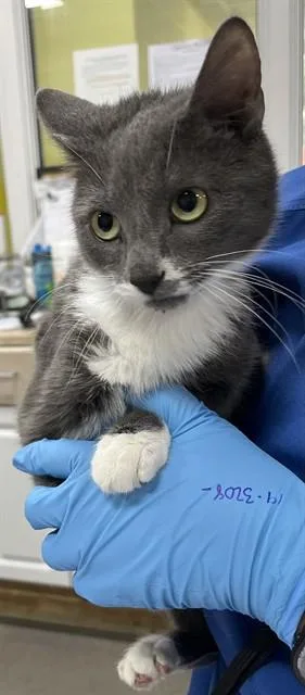 A young medium-sized male Domestic Short Hair cat named Dalton for adoption in Upper Marlboro, MD