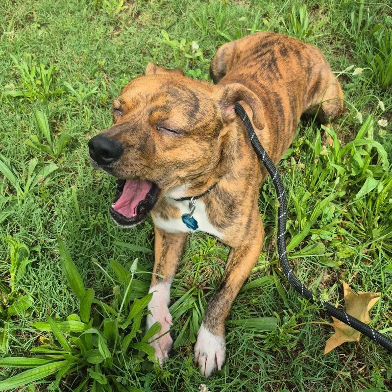 An adult medium-sized male Brindle Mixed Breed dog named Md for adoption in Columbus, GA