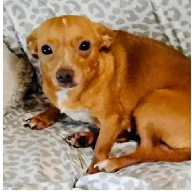 An adult small-sized female Chihuahua dog named Marge for adoption in Alexandria, VA