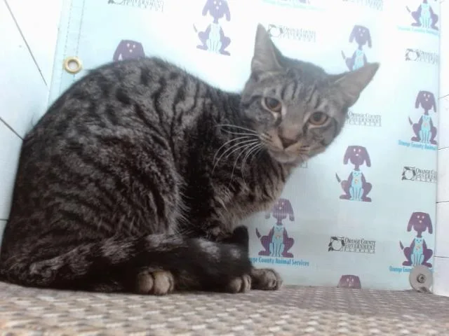 A young small-sized male Domestic Medium Hair cat named Tiger for adoption in Orlando, FL