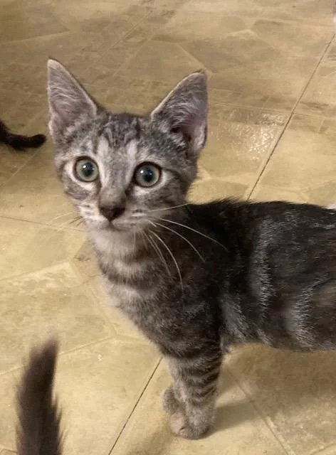 A baby medium-sized female Domestic Short Hair cat named Carleigh for adoption in Youngsville, NC