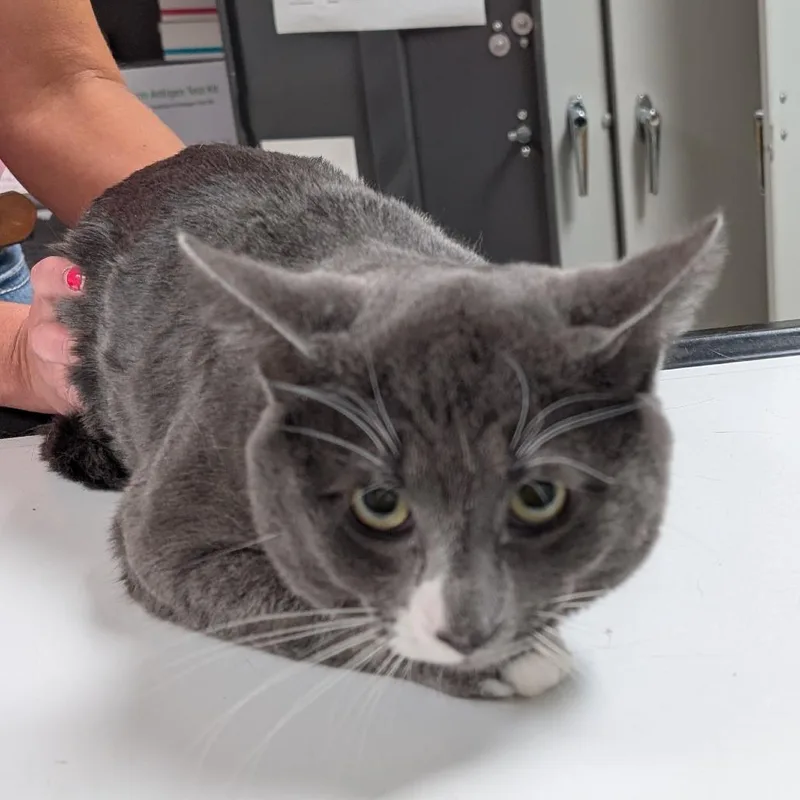 A baby small-sized male Gray / Blue / Silver Domestic Short Hair cat named Solar Flare for adoption in Canton, IL