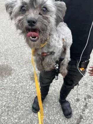 An adult small-sized female Maltese dog named Ophelia for adoption in Gainesville, FL