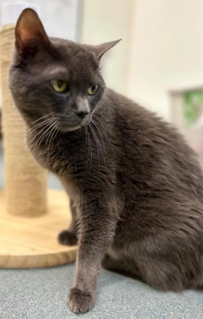 Cassius Clay thumbnail 3