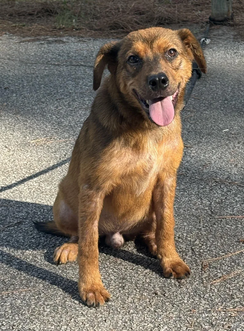 A young medium-sized male Cattle Dog dog named Travis for adoption in Shillington, PA