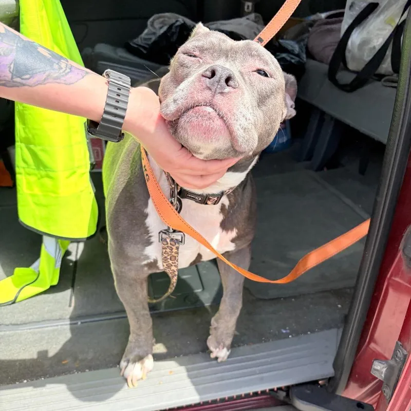 An adult medium-sized female Gray / Blue / Silver Mixed Breed dog named Mya for adoption in Philadelphia, PA