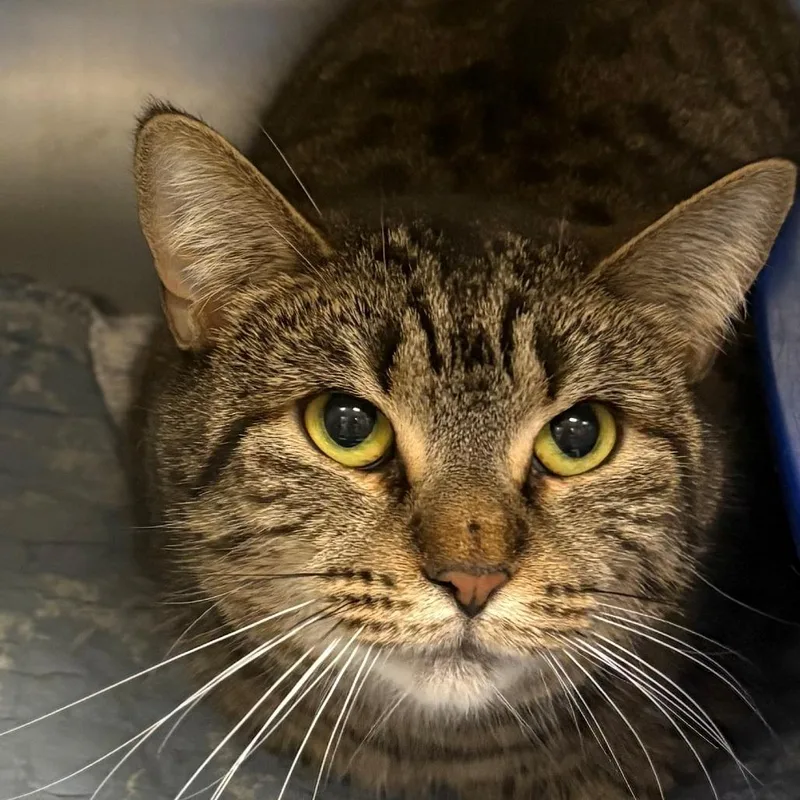 An adult medium-sized female Brown / Chocolate Domestic Short Hair cat named Lily for adoption in East Hanover, NJ