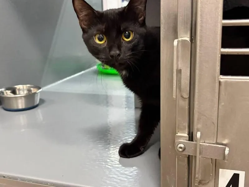 A baby small-sized female Black Domestic Short Hair cat named Matcha for adoption in Orlando, FL