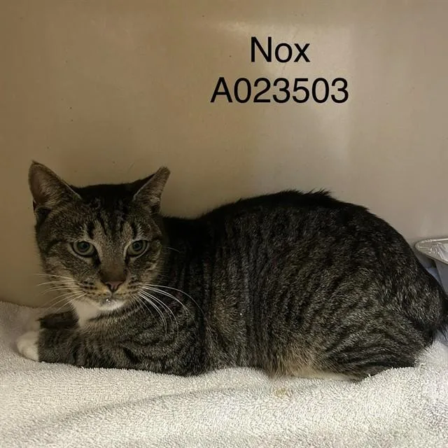A young medium-sized male Domestic Short Hair cat named Nox for adoption in Lincolnton, NC