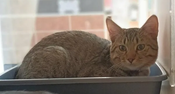 An adult medium-sized male Domestic Short Hair cat named Morpheus for adoption in Monterey, CA