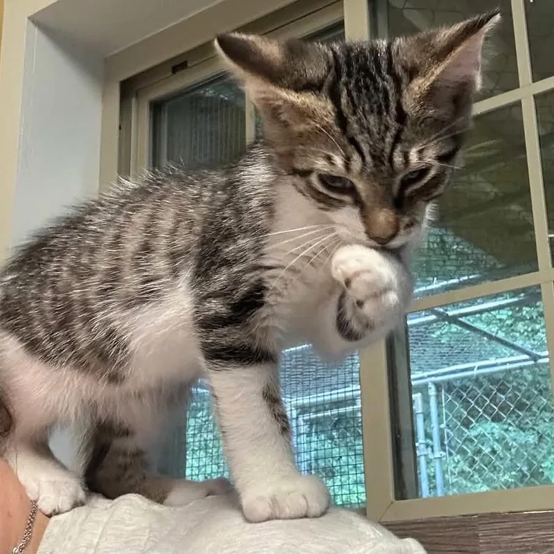 A baby small-sized male Gray / Blue / Silver Domestic Short Hair cat named Nigel for adoption in Salem, WV