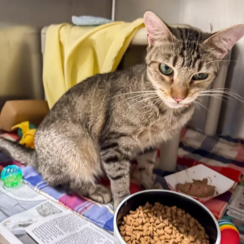 An adult medium-sized male Brown / Chocolate Domestic Short Hair cat named Smash for adoption in Kennebunk, ME