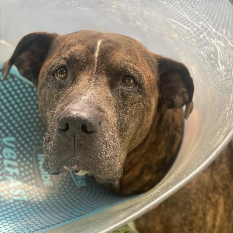 A senior medium-sized male Brindle American Bulldog dog named Dozer for adoption in LOXAHATCHEE, FL