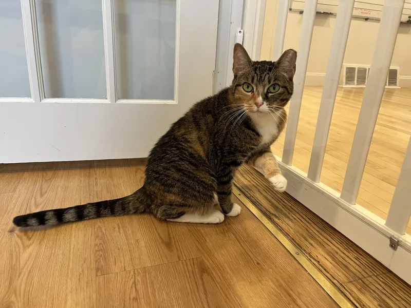 An adult medium-sized female Calico American Shorthair cat named Winnie for adoption in Hull, MA